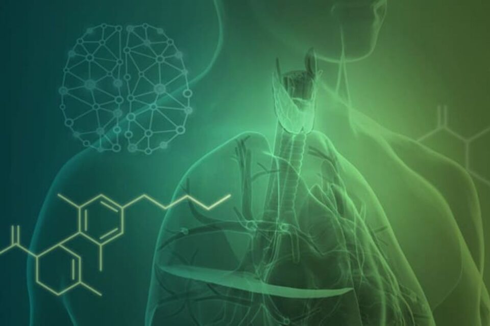 endocannabinoid-system